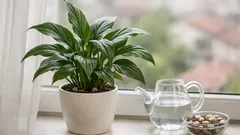 De ce nu înflorește crinul păcii: 5 ajustări simple ca să apară bobocii