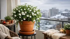 Cum îngrijești iasomia la ghiveci ca să înflorească și să parfumeze casa