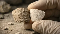 Descoperire rară: două tipuri de ouă de dinozaur în același strat de rocă, la Poyos