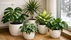 5 plante de interior ușor de îngrijit care îți ridică moralul în apartament