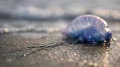 Caravela portugheză pe litoral: cum o recunoști rapid și de ce să nu o atingi