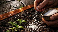 E bine să pui sare în pământ? Ce se întâmplă cu solul și răsadurile