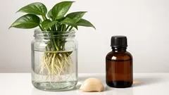 Usturoi și apă oxigenată pentru plante de apartament: doze corecte ca să salvezi rădăcinile