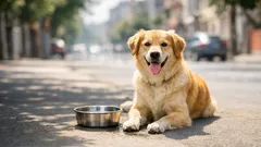 Îngrijirea câinelui vara: 10 reguli simple ca să eviți insolația