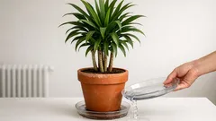 Cum se udă corect dracena ca să nu-i îngălbenească frunzele