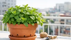 Mentă în ghiveci pe balcon: cum o ții stufoasă și sub control, fără să invadeze tot