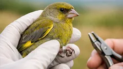 Când „cercetarea” devine pretext: controversa capturării păsărilor cântătoare în UE